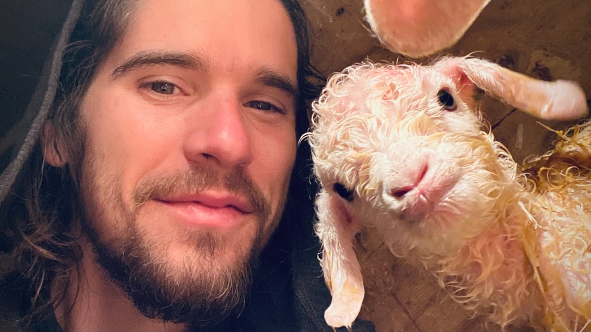 Suivre la naissance de 2 chevreaux angora
